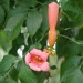 Trumpet Vine